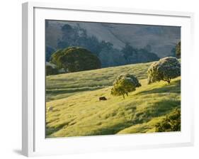 Mt. Diablo State Park, California, Usa-Paul Colangelo-Framed Photographic Print