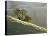 Mt. Diablo State Park, California, Usa-Paul Colangelo-Stretched Canvas