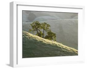 Mt. Diablo State Park, California, Usa-Paul Colangelo-Framed Photographic Print