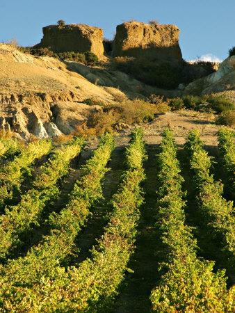 mt difficulty vineyard