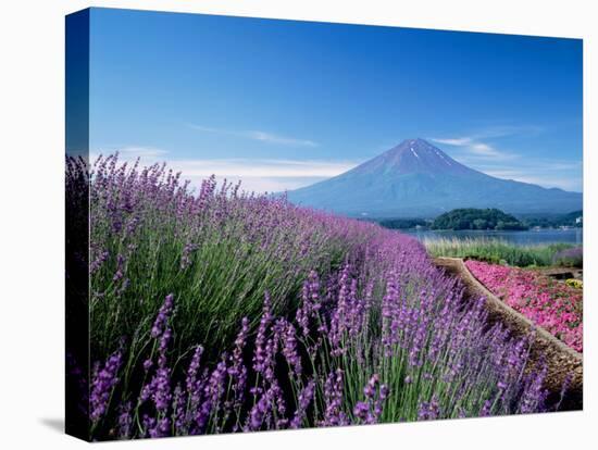 Mt. Fuji and a Lavender Bush-null-Stretched Canvas