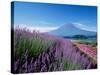 Mt. Fuji and a Lavender Bush-null-Stretched Canvas