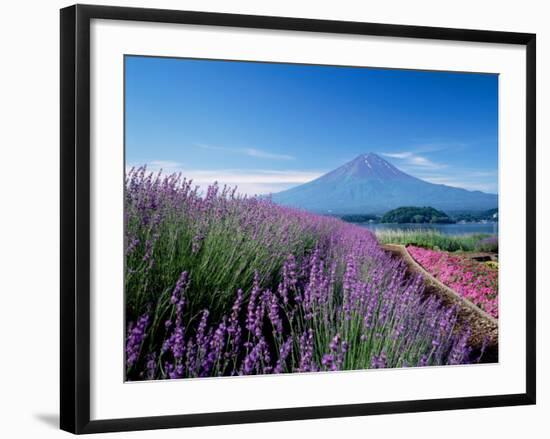 Mt. Fuji and a Lavender Bush-null-Framed Photographic Print