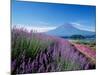 Mt. Fuji and a Lavender Bush-null-Mounted Photographic Print