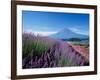 Mt. Fuji and a Lavender Bush-null-Framed Photographic Print