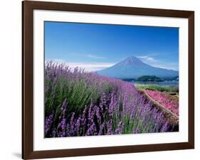 Mt. Fuji and a Lavender Bush-null-Framed Photographic Print