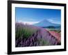 Mt. Fuji and a Lavender Bush-null-Framed Photographic Print