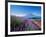 Mt. Fuji and a Lavender Bush-null-Framed Photographic Print