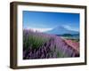 Mt. Fuji and a Lavender Bush-null-Framed Photographic Print