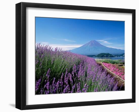 Mt. Fuji and a Lavender Bush-null-Framed Photographic Print