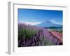 Mt. Fuji and a Lavender Bush-null-Framed Photographic Print