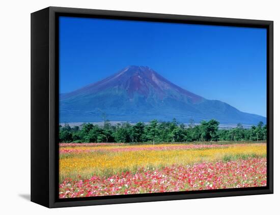 Mt. Fuji and Cosmos Flowers, Oshino, Yamanashi, Japan-null-Framed Stretched Canvas