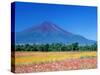 Mt. Fuji and Cosmos Flowers, Oshino, Yamanashi, Japan-null-Stretched Canvas