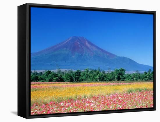 Mt. Fuji and Cosmos Flowers, Oshino, Yamanashi, Japan-null-Framed Stretched Canvas