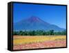 Mt. Fuji and Cosmos Flowers, Oshino, Yamanashi, Japan-null-Framed Stretched Canvas