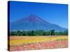 Mt. Fuji and Cosmos Flowers, Oshino, Yamanashi, Japan-null-Stretched Canvas