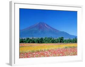 Mt. Fuji and Cosmos Flowers, Oshino, Yamanashi, Japan-null-Framed Photographic Print