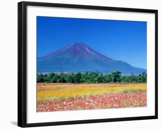 Mt. Fuji and Cosmos Flowers, Oshino, Yamanashi, Japan-null-Framed Photographic Print