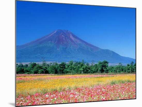 Mt. Fuji and Cosmos Flowers, Oshino, Yamanashi, Japan-null-Mounted Photographic Print