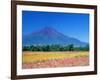 Mt. Fuji and Cosmos Flowers, Oshino, Yamanashi, Japan-null-Framed Photographic Print