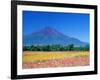 Mt. Fuji and Cosmos Flowers, Oshino, Yamanashi, Japan-null-Framed Photographic Print