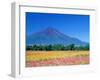 Mt. Fuji and Cosmos Flowers, Oshino, Yamanashi, Japan-null-Framed Photographic Print