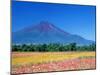 Mt. Fuji and Cosmos Flowers, Oshino, Yamanashi, Japan-null-Mounted Photographic Print