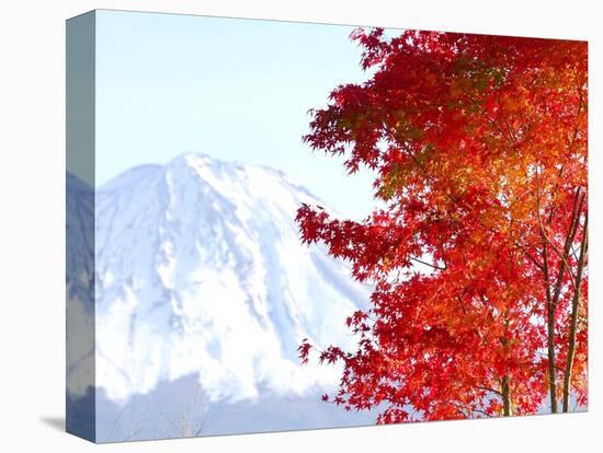 Mt. Fuji and Japanese maple tree in autumn, Yamanashi Prefecture, Honshu, Japan-null-Stretched Canvas