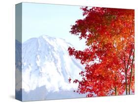 Mt. Fuji and Japanese maple tree in autumn, Yamanashi Prefecture, Honshu, Japan-null-Stretched Canvas