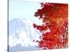 Mt. Fuji and Japanese maple tree in autumn, Yamanashi Prefecture, Honshu, Japan-null-Stretched Canvas