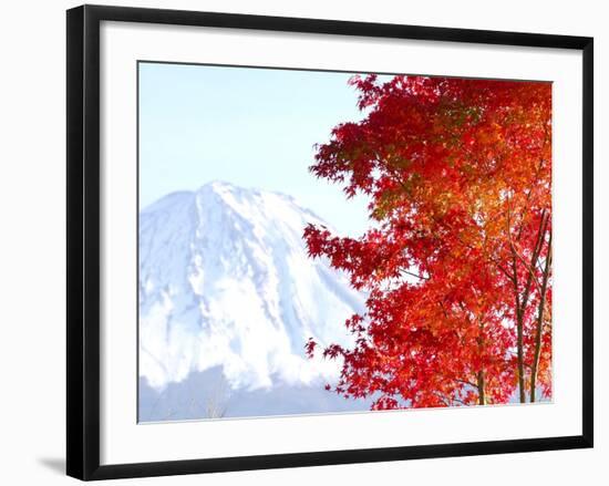 Mt. Fuji and Japanese maple tree in autumn, Yamanashi Prefecture, Honshu, Japan-null-Framed Premium Photographic Print