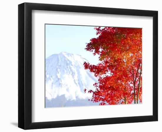 Mt. Fuji and Japanese maple tree in autumn, Yamanashi Prefecture, Honshu, Japan-null-Framed Photographic Print