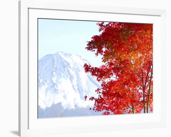 Mt. Fuji and Japanese maple tree in autumn, Yamanashi Prefecture, Honshu, Japan-null-Framed Photographic Print