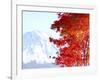 Mt. Fuji and Japanese maple tree in autumn, Yamanashi Prefecture, Honshu, Japan-null-Framed Photographic Print