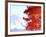 Mt. Fuji and Japanese maple tree in autumn, Yamanashi Prefecture, Honshu, Japan-null-Framed Photographic Print