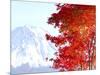 Mt. Fuji and Japanese maple tree in autumn, Yamanashi Prefecture, Honshu, Japan-null-Mounted Photographic Print