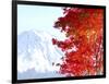 Mt. Fuji and Japanese maple tree in autumn, Yamanashi Prefecture, Honshu, Japan-null-Framed Photographic Print