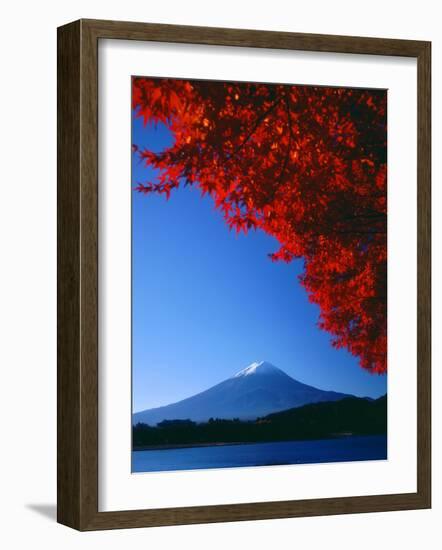 Mt. Fuji and Maple Leaves, Lake Kawaguchi, Yamanashi, Japan-null-Framed Photographic Print