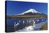 Mt.Fuji and Swan-yoshiyayo-Stretched Canvas