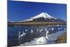 Mt.Fuji and Swan-yoshiyayo-Mounted Photographic Print