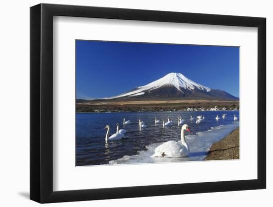 Mt.Fuji and Swan-yoshiyayo-Framed Photographic Print