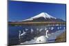 Mt.Fuji and Swan-yoshiyayo-Mounted Photographic Print