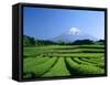 Mt. Fuji and Tea Garden, Fuji City, Shizuoka, Japan-null-Framed Stretched Canvas