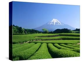 Mt. Fuji and Tea Garden, Fuji City, Shizuoka, Japan-null-Stretched Canvas