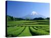 Mt. Fuji and Tea Garden, Fuji City, Shizuoka, Japan-null-Stretched Canvas