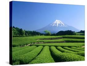 Mt. Fuji and Tea Garden, Fuji City, Shizuoka, Japan-null-Stretched Canvas