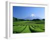 Mt. Fuji and Tea Garden, Fuji City, Shizuoka, Japan-null-Framed Premium Photographic Print