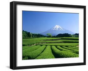 Mt. Fuji and Tea Garden, Fuji City, Shizuoka, Japan-null-Framed Photographic Print