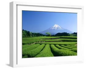 Mt. Fuji and Tea Garden, Fuji City, Shizuoka, Japan-null-Framed Photographic Print
