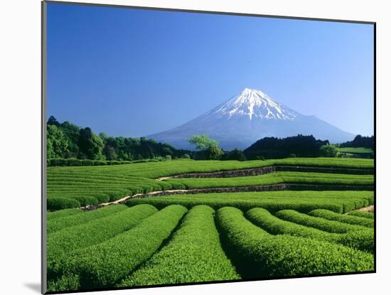 Mt. Fuji and Tea Garden, Fuji City, Shizuoka, Japan-null-Mounted Photographic Print